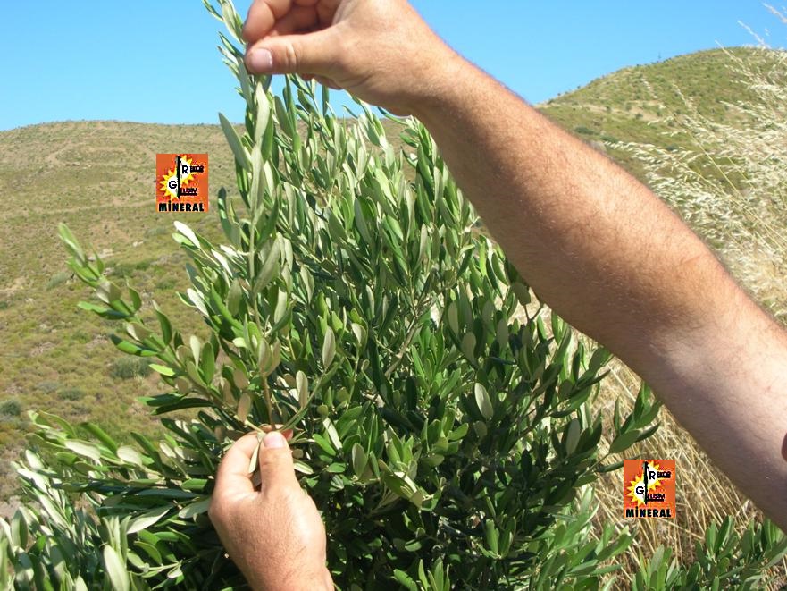 Rekor gelişim mineral ile 1 yaşında meyve veren zeytin ağacı